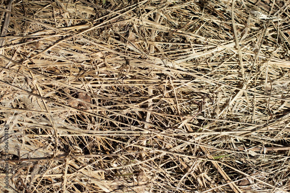 Dry grass. Texture of dry plants. Details of nature. Dry grass. Texture of dry plants. Details of nature.