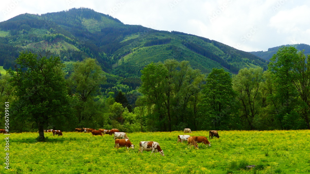 Kühe in den steirischen Alpen