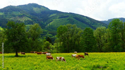 Kühe in den steirischen Alpen