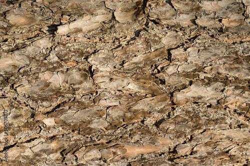 embossed texture of the brown bark of a tree