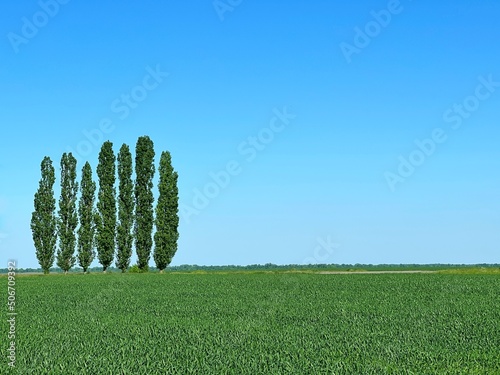 Fényképezés Agricultural wheat green field against clear sky and poplar trees on horizon at sunny summer day