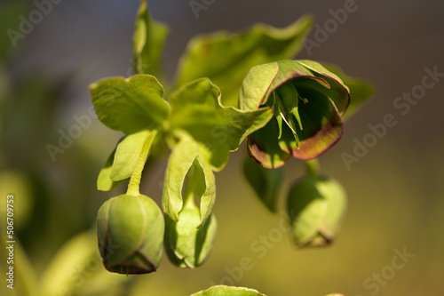 Helleborus foetidus - winter-spring evergreen flowering plant photo