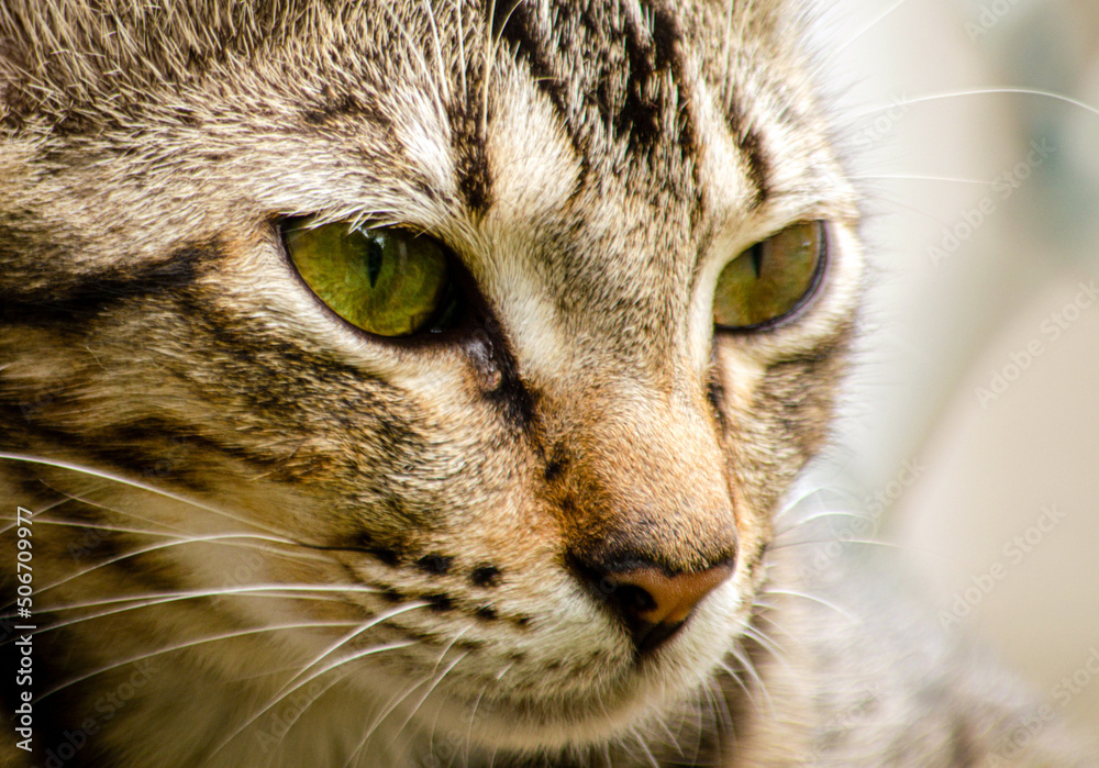 close up portrait of a cat close up portrait of a cat