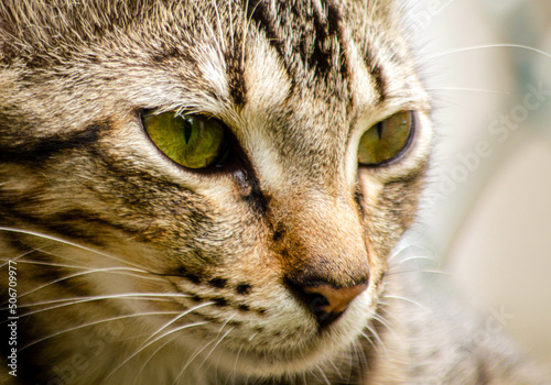 close up portrait of a cat