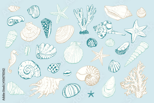 seashells vector sea illustrations set