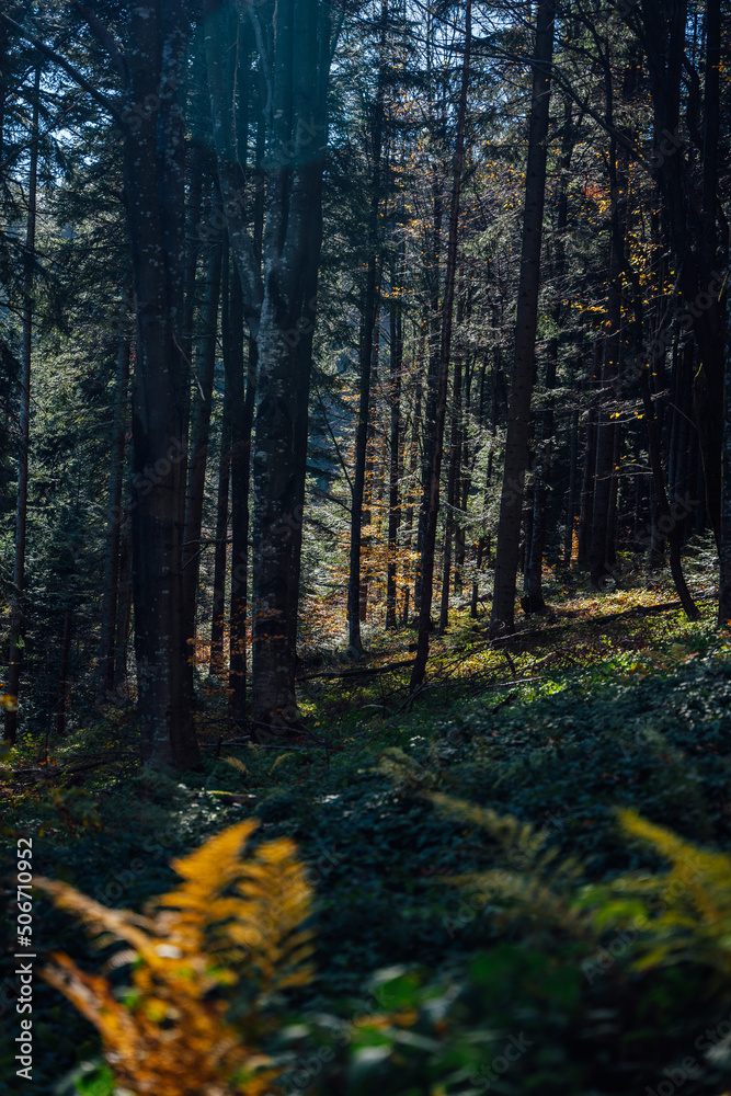 Obraz premium forest trees yellow leaves