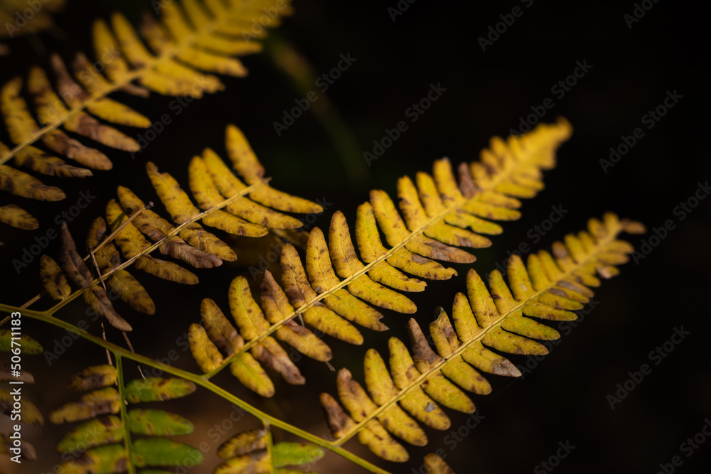 fern leaf detail yellow autumn