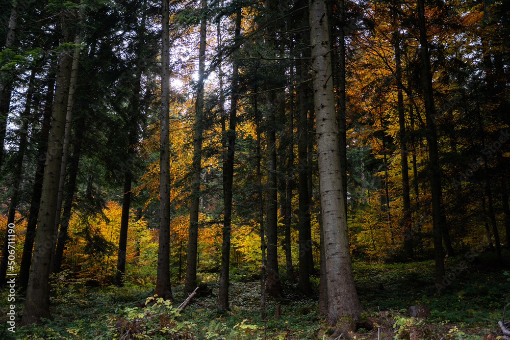 Fototapeta premium autumn in the forest yellow leaves