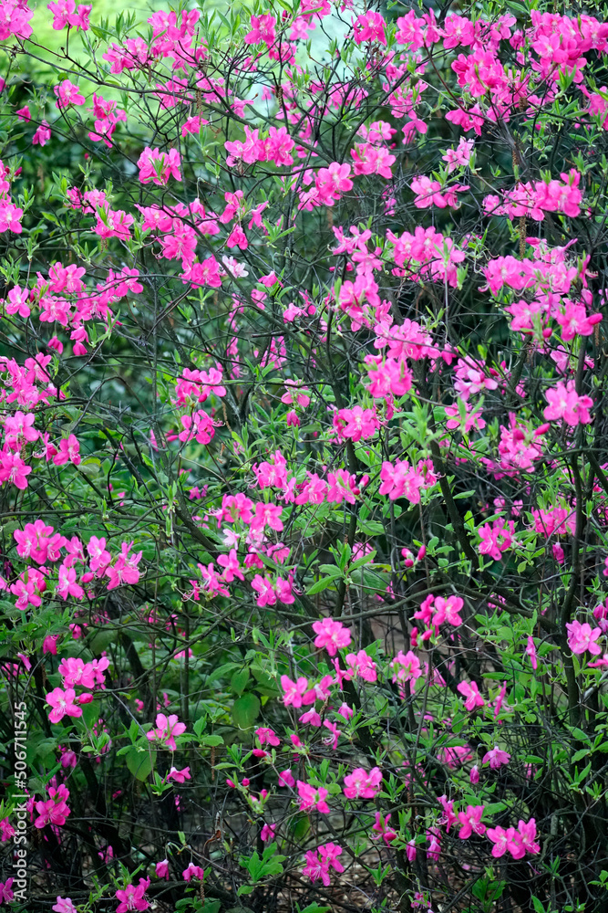 Bright rhododendron flowers in the garden. Spring signs. Beautiful flowers in May
