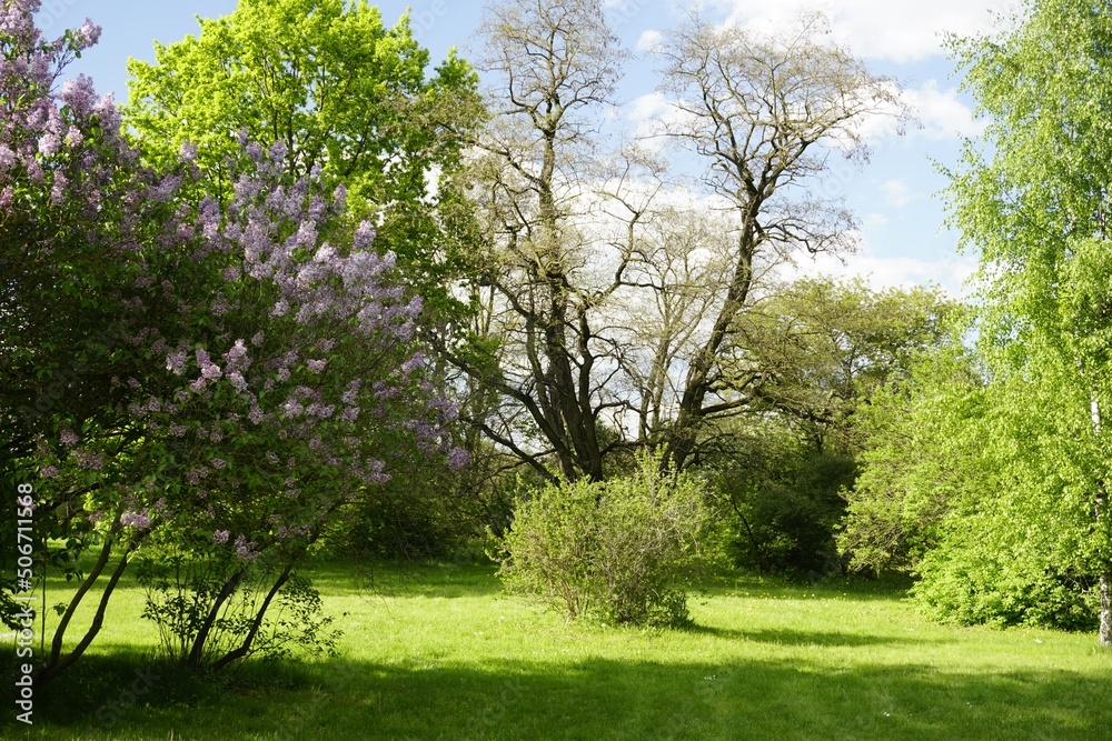 Fototapeta premium Old trees in the park. A tall acacia and a flowering lilac bush. Blue skies and white clouds and a blindingly bright sun.