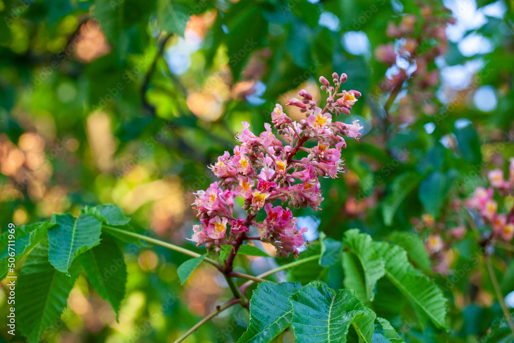 Aesculus × carnea, or red horse-chestnut, is a medium-sized tree, an artificial hybrid between A. pavia (red buckeye) and A. hippocastanum (horse-chestnut). Aesculus × carnea, or red horse-chestnut, is a medium-sized tree, an artificial hybrid between A. pavia (red buckeye) and A. hippocastanum (horse-chestnut).