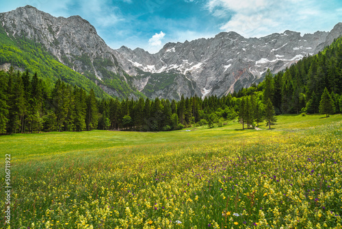 Flowery field and high snowy mountains in background, Slovenia © janoka82