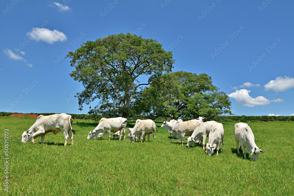 Gado no pasto verde com céu azul Gado no pasto verde com céu azul