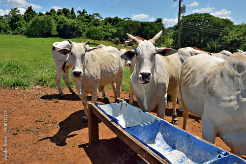 gado lambendo sal no cocho photo