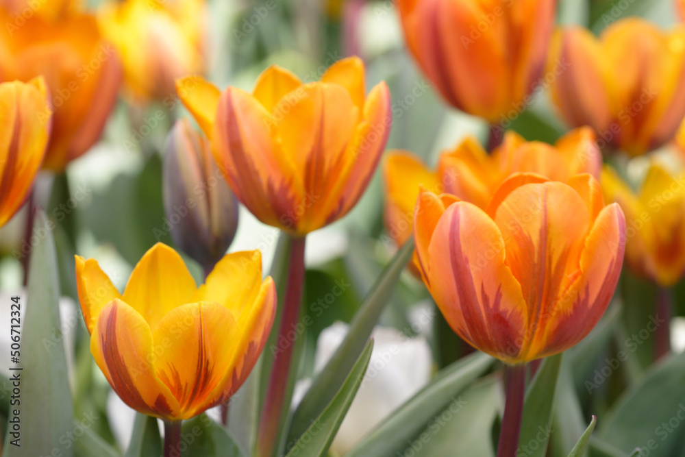 yellow tulips in the garden yellow tulips in the garden