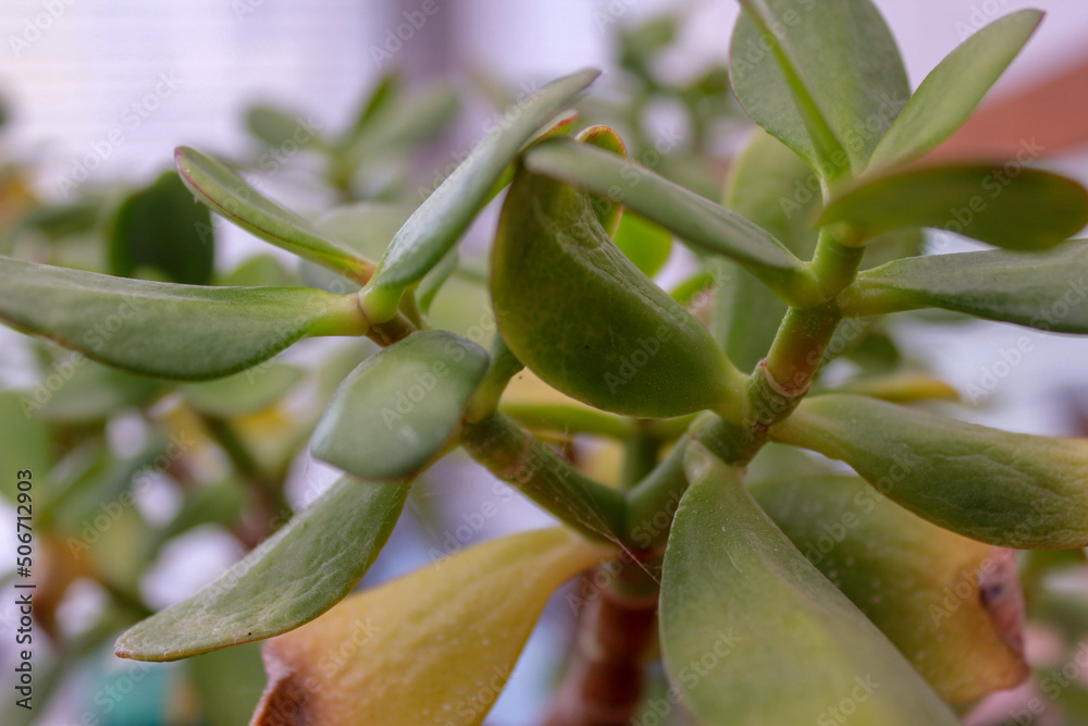 Obraz premium olives on tree