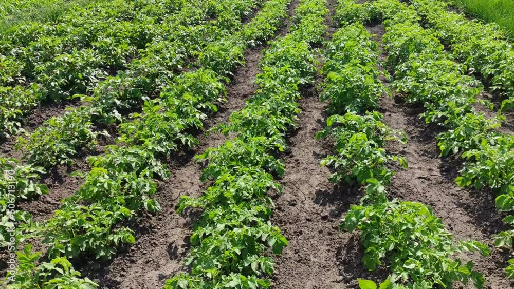 Rows of potatoes in the vegetable garden in spring in windy weather Rows of potatoes in the vegetable garden in spring in windy weather