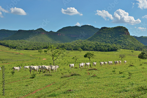 Gado no campo