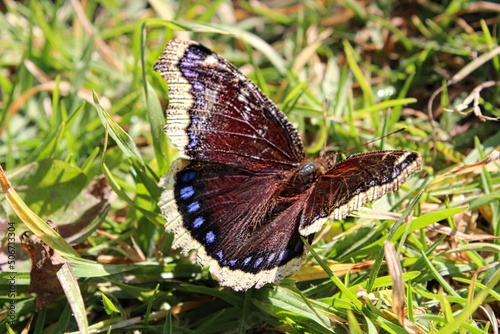 Mariposa con las alas extendidas