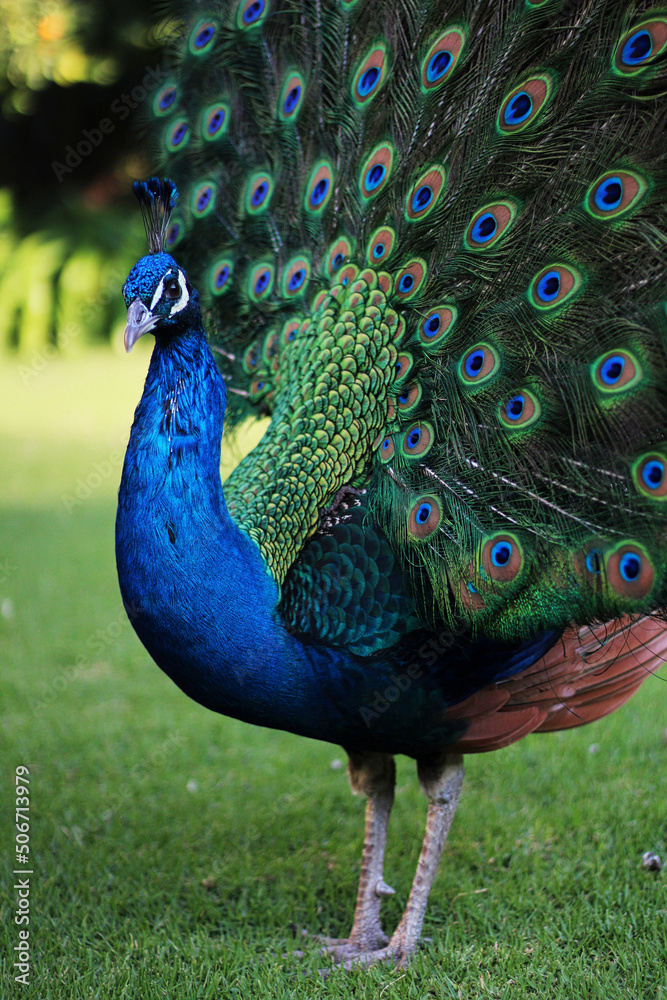 Obraz premium Pavo real orgulloso