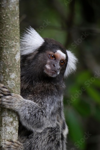 Caruaru, Pernambuco, Brazil. 01,25,2022. A small monkey known as a marmoset is seen in the countryside of the town of Caruaru in the Agreste region of Pernambuco state, northeastern Brazil.
