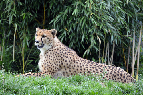 Cheetah profile in bamboo bushes #506713923