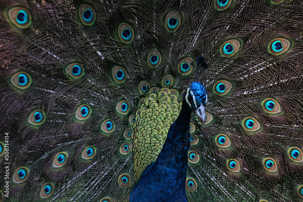 Obraz premium Pavo real