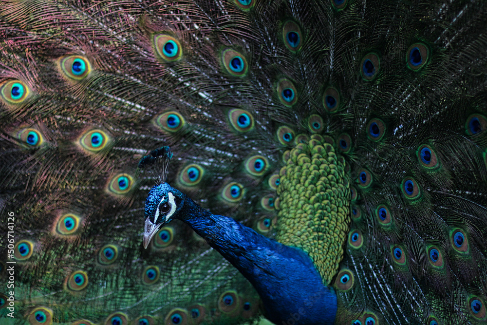 Obraz premium Pavo real de cerca agachándose