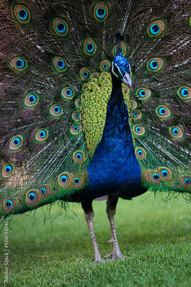 Naklejka premium Pavo real de cerca