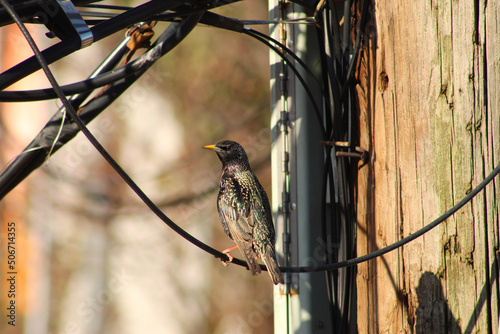 sparrow on a branch