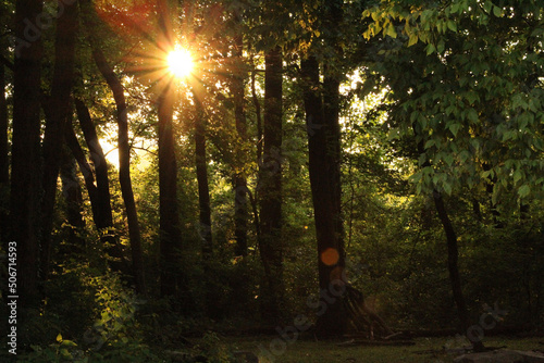 sun shining through trees