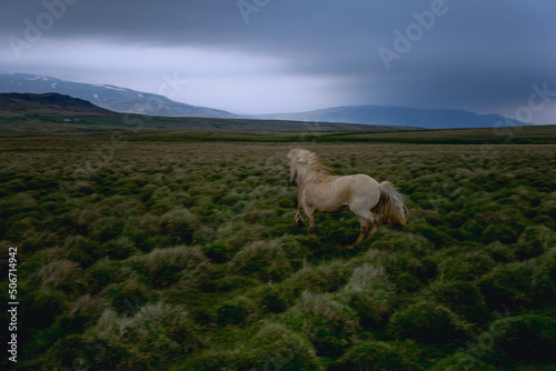 Horse in Iceland running