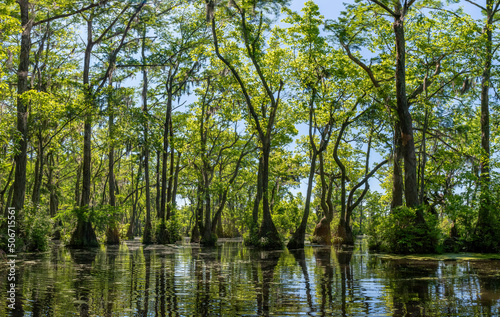 Merchant s Millpond State Park in northeastern North Carolina in late May. Dominant trees are water tupelo  Nyssa aquatica  and baldcypress  Taxodium distichum . 