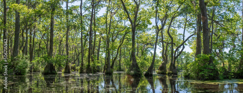 Merchant's Millpond State Park in northeastern North Carolina in late May. Dominant trees are water tupelo (Nyssa aquatica) and baldcypress (Taxodium distichum). 