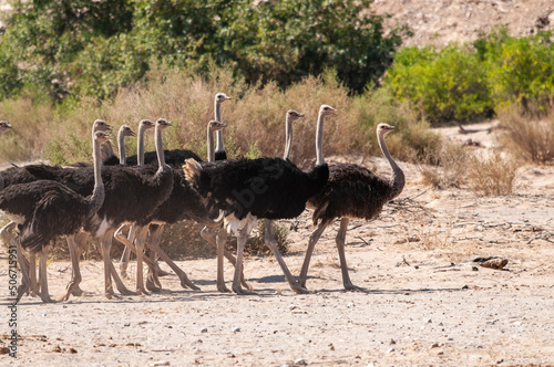 Telephoto shot of a giant group of Ostriches crossing a dirt road, somewhere in Namibia.
