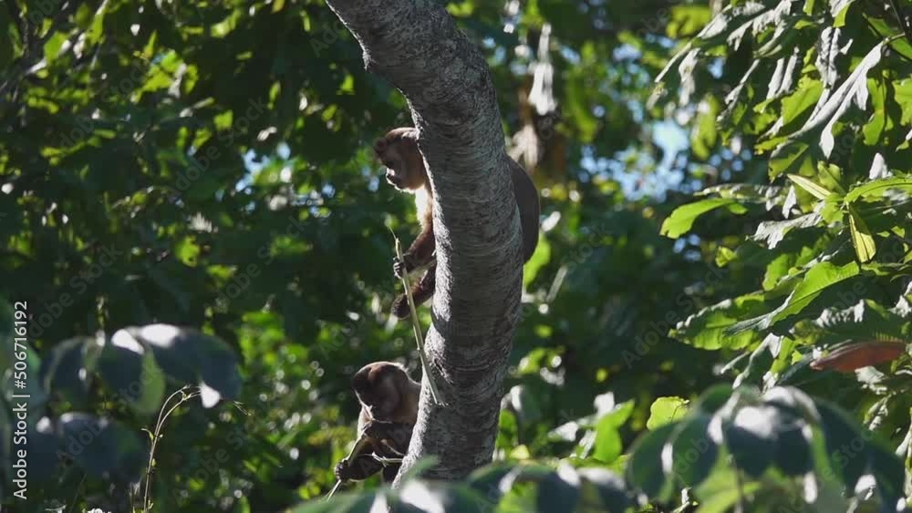 Capuchin Monkeys Eating on Tree Branch in Nature Capuchin Monkeys Eating on Tree Branch in Nature