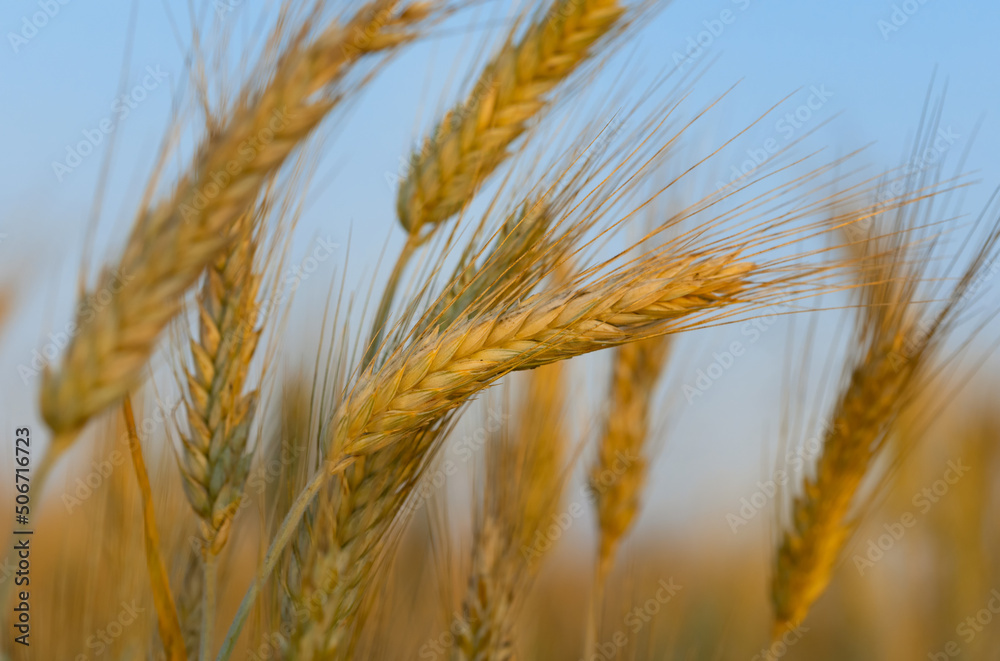 Ripening yellow ears of wheat with shallow depth of field in field. Rural landscape of a ripening harvest at sunset with blue sky Ripening yellow ears of wheat with shallow depth of field in field. Rural landscape of a ripening harvest at sunset with blue sky