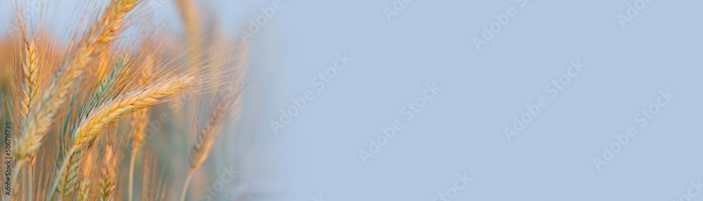 Fototapeta premium Ripening yellow ears of wheat with shallow depth of field in field. Panoramic blue banner with yellow ears of corn in left corner of the frame. Rural landscape of a ripening harvest at sunset