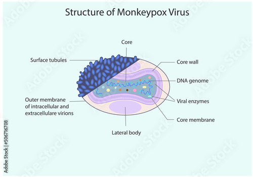 Structure of Minkeypox virus, vector, illusttration