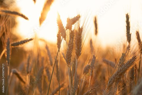Ripening yellow ears of wheat with shallow depth of field in field. Rural landscape of a ripening harvest with sunset backlight