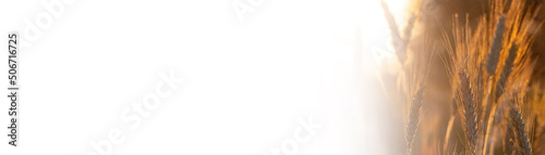 Ripening yellow ears of wheat with shallow depth of field in field. Panoramic white banner with ears of corn in right corner of the frame. Rural landscape of a ripening harvest at sunset