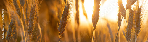 Ripening yellow ears of wheat with shallow depth of field in field. Panoramic banner. Rural landscape of a ripening harvest with sunset backlight