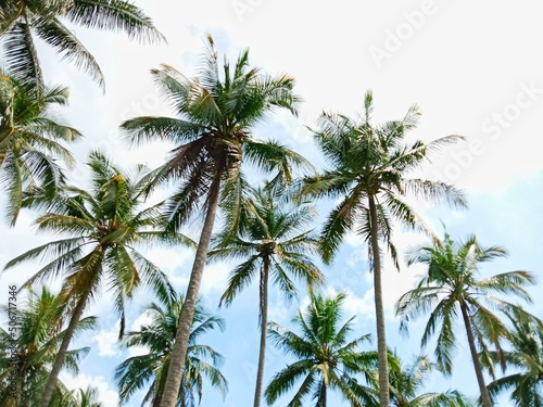 palm trees against sky