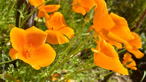 The California poppy Eschscholzia californica is a colorful wildflower that reproduces naturally. It grows in California, but has been moved to other areas. High quality