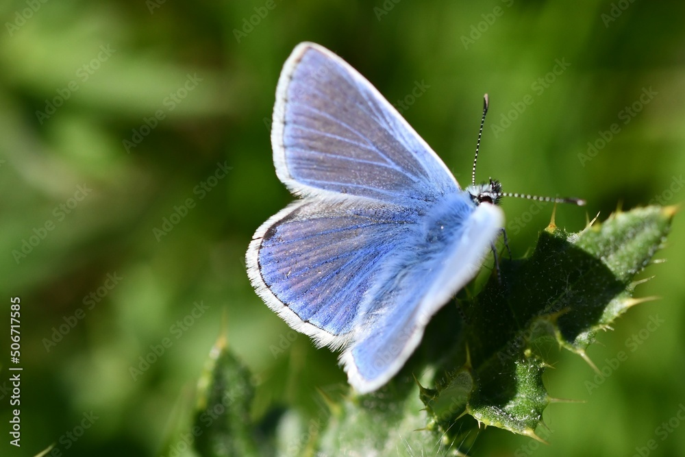 Obraz premium butterfly on a leaf