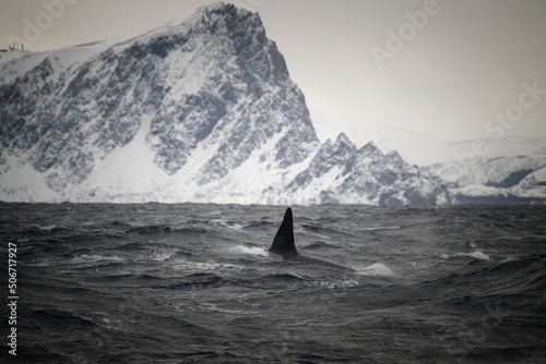 Orca vor der Küste Norwegens (Vesteralen) photo