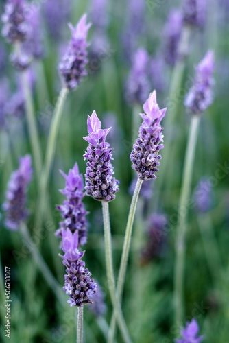 Close-up detail of a Lavender flower in the middle of a field. Out of focus background