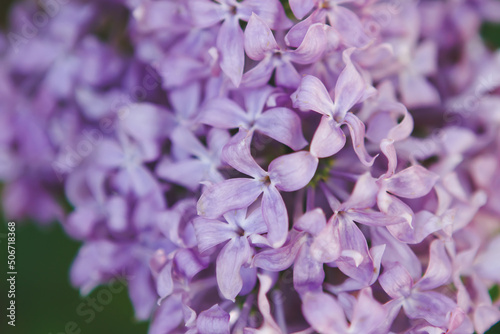 close up of lilac flowers