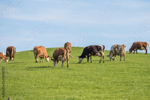 Fleckvieh beim Weiden - Kühe