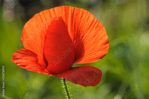 Mohnblüte im Gegenlicht
